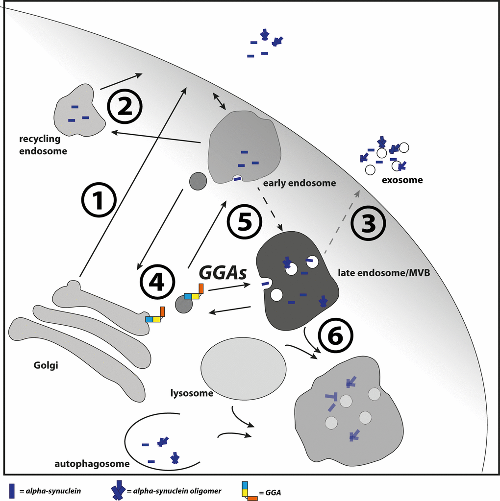 GGAs contribute to α-syn transport into the endolysosomal pathway. Different pathways have been described which contribute to α-syn secretion. This includes the secretory pathway (1), recycling pathway via early endosomes and recycling endosomes (2) and upon disturbed lysosomal degradation the release of MVB content at the plasma membrane (3). GGAs contribute to α-syn transport or occurrence of α-syn in the endolysosomal pathway. Intracellular α-syn aggregation and secretion can be triggered by different mechanisms. The D620N mutation in VPS35 identified in familial PD cases lead to VPS35 loss of function and mis-sorting of cathepsin D (4) and thereby to reduced lysosomal degradation of α-syn. GGAs might increase α-syn aggregation directly through enhanced transport into acidic environment or indirectly through enhanced residence in the acidic pH (5). In case of disturbed lysosomal function (6), α-syn oligomer loaded MVBs will fuse with the plasma membrane and release their content into the extracellular space (3).