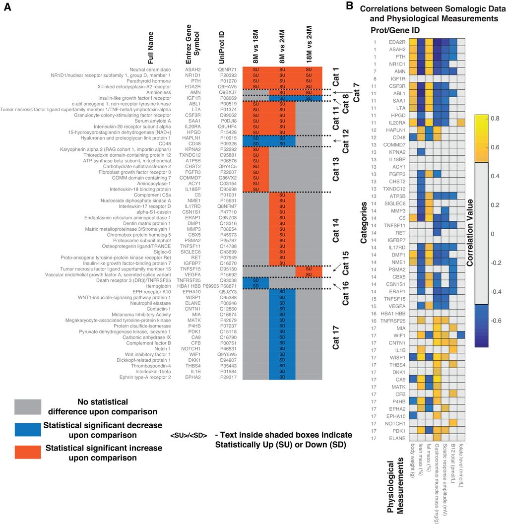 Comparative analysis of proteomics data from the serum of aging rats (8M, 18M and 24M) obtained using aptamer-based detection method. (A) Based on the pattern of statistically significant increase (SU) and statistically significant decrease (SD) between the different ages, the proteins were classified into categories. Protein full names, Entrez Gene Names, UniProt IDs and corresponding categorical classifications of the statistically different proteins identified in the serum of the aging rats. Abbreviations: SU – Statistically Up, SD – Statistically Down, Cat – Category, 8M – 8 months, 18M – 18 months and 24M – 24 months. (B) Correlations between statistically different serum proteins and physiological measurements. Correlations shown are after FDR correction with Q values 