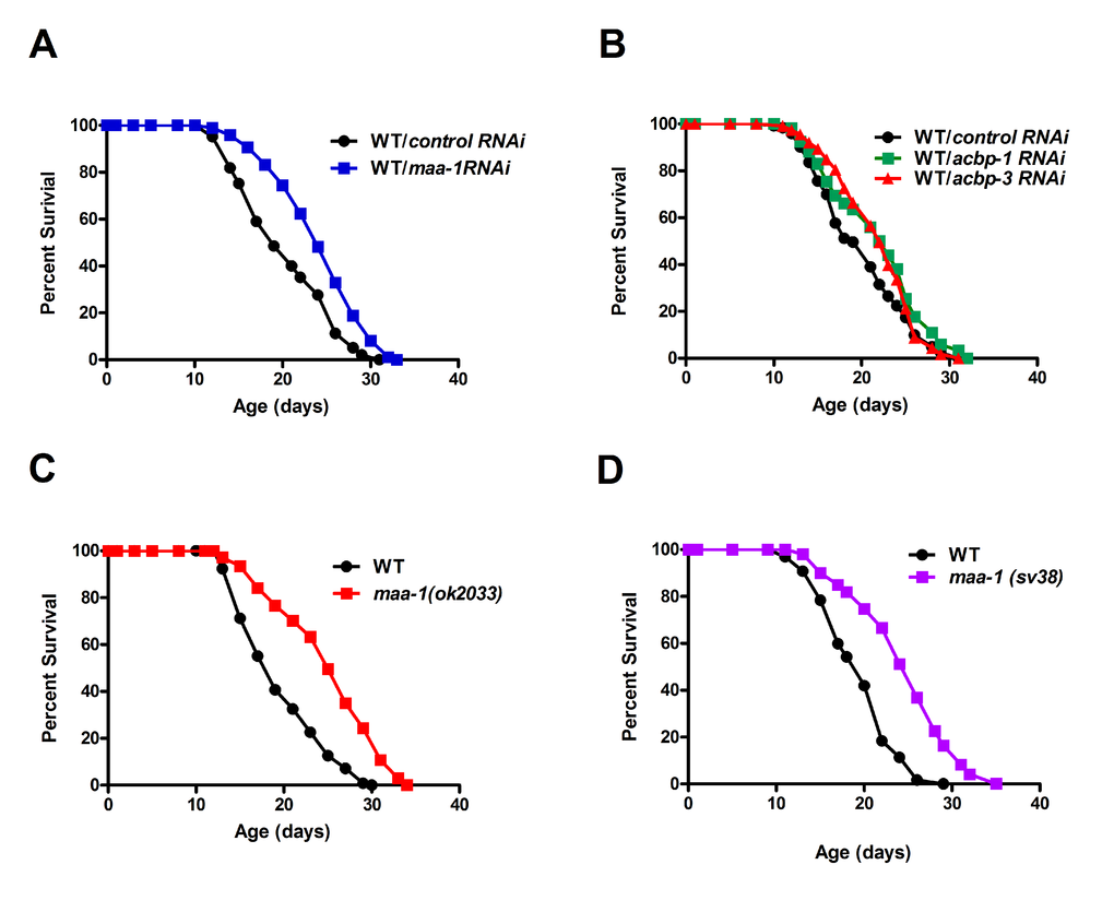 ACBPs regulate C. elegans lifespan. (A) Downregulation of maa-1 promotes longevity. Lifespans of wildtype worms (N2) subjected to control RNAi vs maa-1 dsRNA, PB) Downregulation of acbp-1 or acbp-3 modestly increases longevity. Lifespans of wild-type worms subjected to control RNAi vs acbp-1 RNAi, Pacbp-3 RNAi, P=0.056. (C-D) Loss-of-function mutations maa-1(ok2033) (C) and maa-1(sv38) (D) prolong lifespan (both PTable S1 and S2.