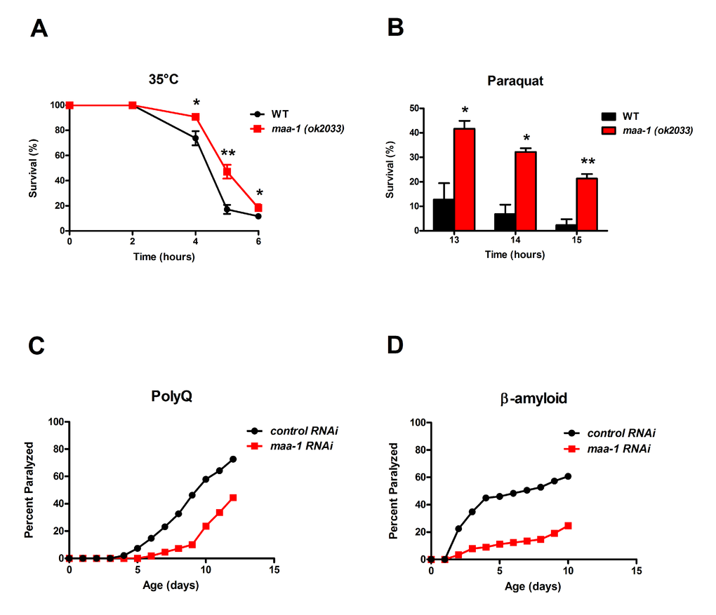 Loss of maa-1 promotes heat, oxidative, and proteotoxic stress resistance. (A-B) maa-1(ok2033) mutants showed enhanced resistance to incubation at 35°C (A) and exposure to 150 mM paraquat (B). Error bars represent SEM from three independent experiments (*P˂0.05, **P˂0.01 compared to wildtype worms by Student’s t-test). (C-D) maa-1 RNAi increases resistance to paralysis induced by aggregation of a 35-residue polyglutamine repeat (C; PD; PFigure S2.