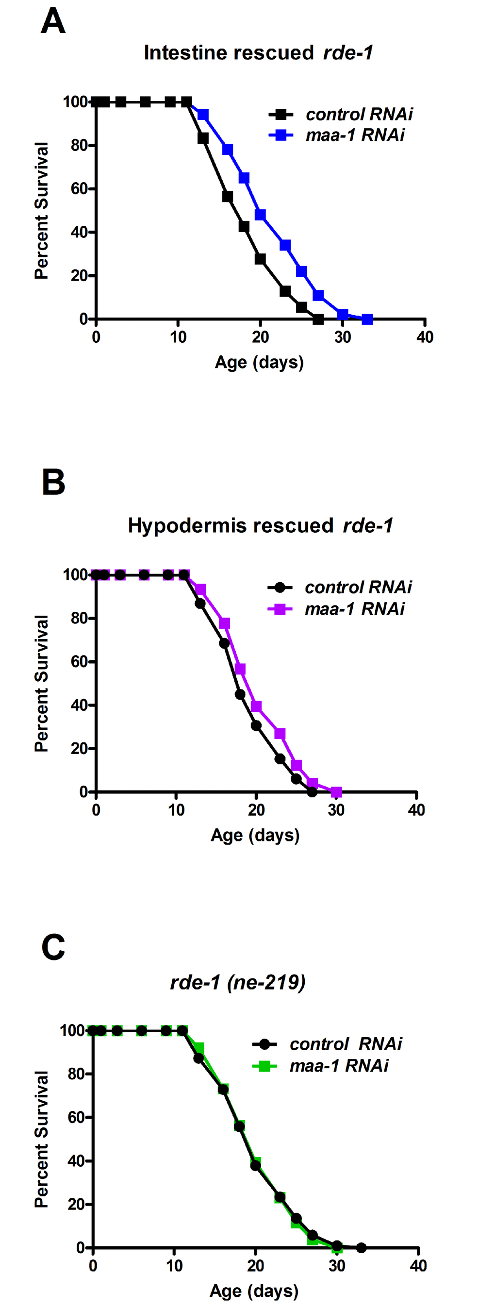 MAA-1 functions predominantly in the intestine to regulate longevity. Intestinal-specific RNAi is sufficient to extend longevity. Lifespans of rde-1(ne219) mutants in which rde-1 expression is restored in the intestine (A) or the hypodermis (B); animals were subjected to control or maa-1 RNAi (PA and B, respectively). (C) Lifespans of the control strain rde-1(ne219) subjected to control or maa-1 RNAi (P=0.8513). P values were calculated using the log-rank (Mantel-Cox) method. Replicate experiments are shown and additional statistical analysis are shown in Table S1 and S2.