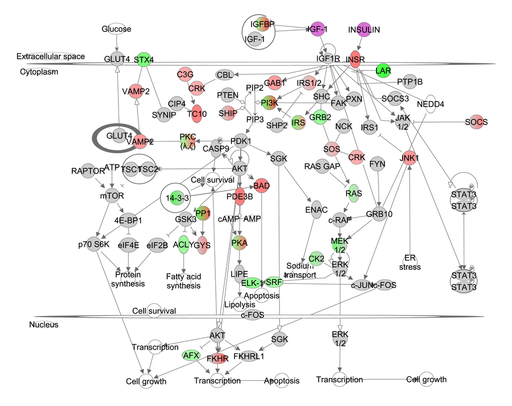 The insulin like growth factor (IGF-1)/insulin pathway created in the Ingenuity Pathway Analysis (IPA, <a href="http://www.qiagen.com/ingenuity" target="