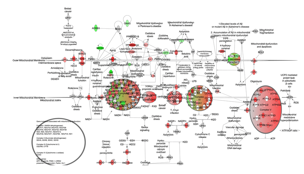 Electron transport chain and mitochondrial biogenesis constructed in the Ingenuity Pathway Analysis (IPA, <a href="http://www.qiagen.com/ingenuity" target="