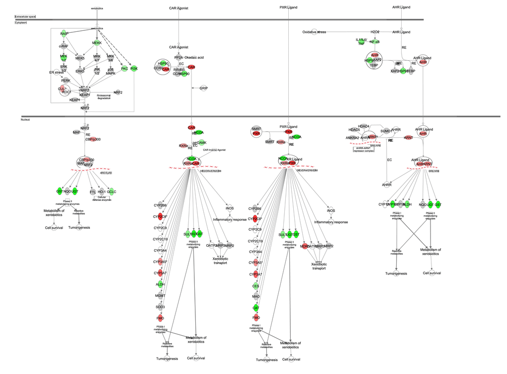 Xenobiotic metabolism obtained from the Ingenuity Pathway Analysis (IPA, <a href="http://www.qiagen.com/ingenuity" target="