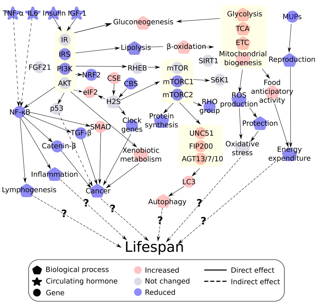 Integrated overview of the different theories of ageing affected by graded calorie restriction (CR). Red indicates a positive correlation with increasing CR while blue indicates a negative correlation. Grey indicates no linear changes with the increase in CR level. Genes or processes biologically related are grouped together indicated by a yellow box including the insulin/insulin like growth factor (IGF-1) signaling pathway, mechanistic target of rapamycin (mTOR) pathway, fuel utilization and autophagy.