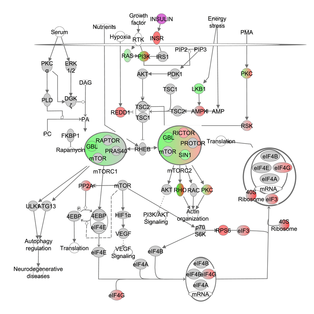 The mechanistic target of rapamycin (mTOR) signaling pathway obtained from the Ingenuity Pathway Analysis (IPA, <a href="http://www.qiagen.com/ingenuity" target="