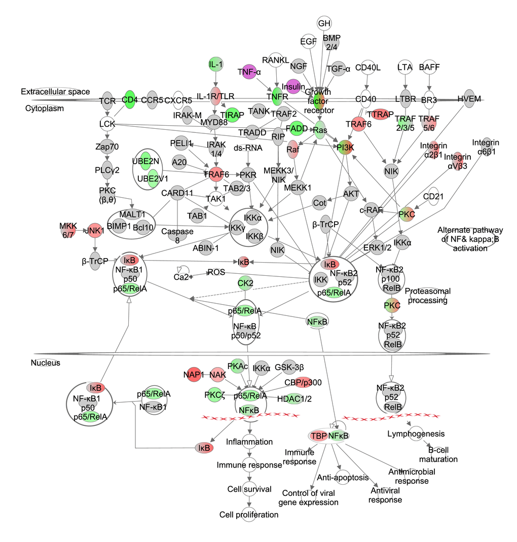 The nuclear factor kappa B (NF-ĸB) signaling pathway constructed in the Ingenuity Pathway Analysis (IPA, <a href="http://www.qiagen.com/ingenuity" target="