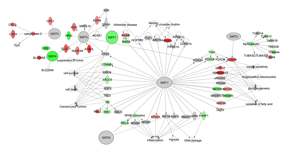 The sirtuin signaling pathway constructed in the Ingenuity Pathway Analysis (IPA, <a href="http://www.qiagen.com/ingenuity" target="