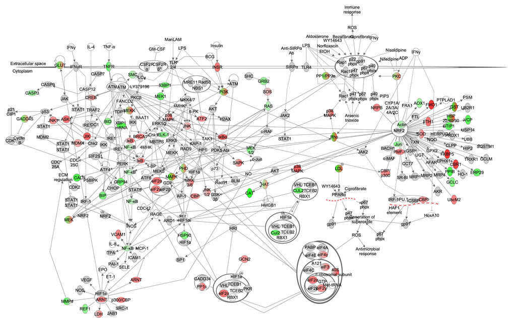 The oxidative stress signaling pathway constructed in the Ingenuity Pathway Analysis (IPA, <a href="http://www.qiagen.com/ingenuity" target="