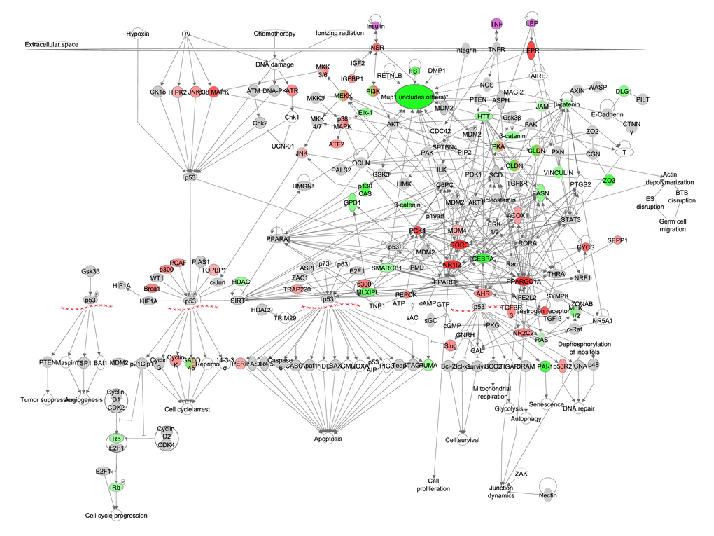 The reproduction pathway constructed in the Ingenuity Pathway Analysis (IPA, <a href="http://www.qiagen.com/ingenuity" target="