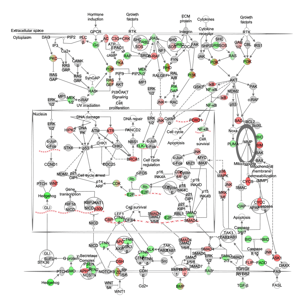The cancer signaling pathway obtained from the Ingenuity Pathway Analysis (IPA, <a href="http://www.qiagen.com/ingenuity" target="