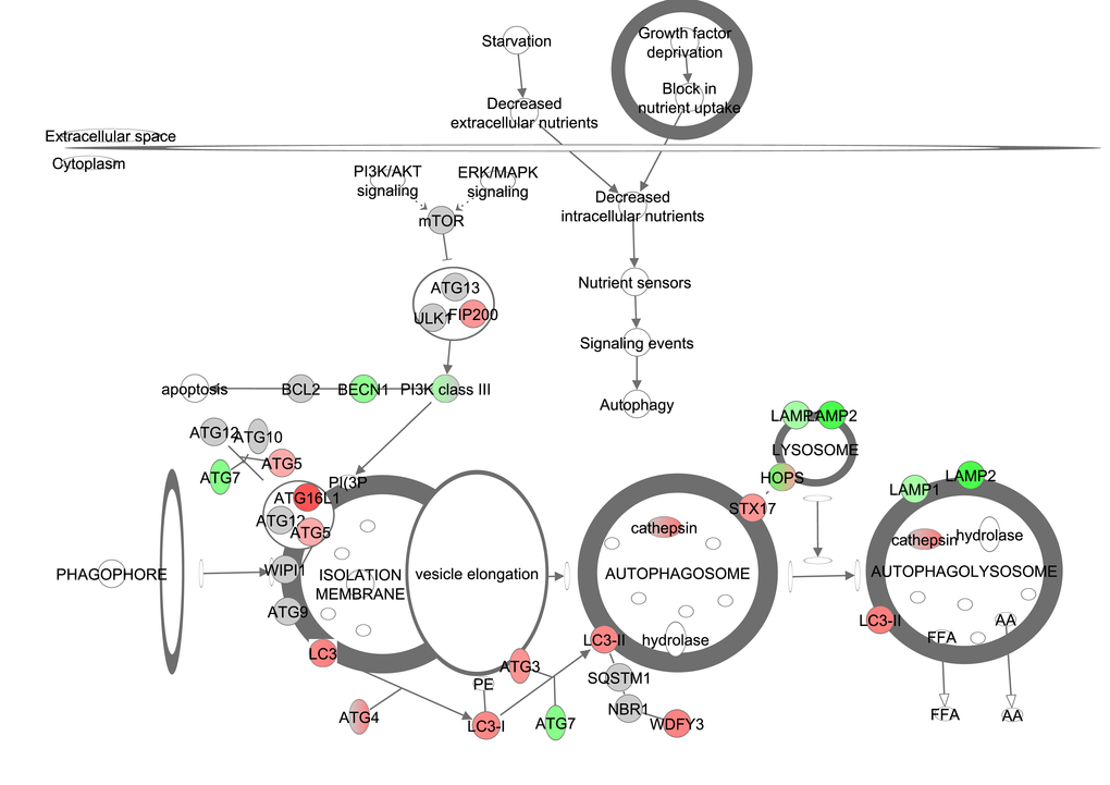 The autophagy signaling pathway obtained from the Ingenuity Pathway Analysis (IPA, <a href="http://www.qiagen.com/ingenuity" target="