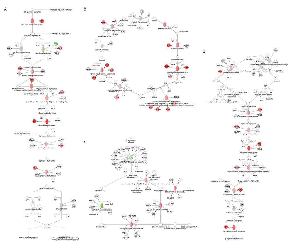 Fuel utilization pathways obtained from the Ingenuity Pathway Analysis (IPA, <a href="http://www.qiagen.com/ingenuity" target="