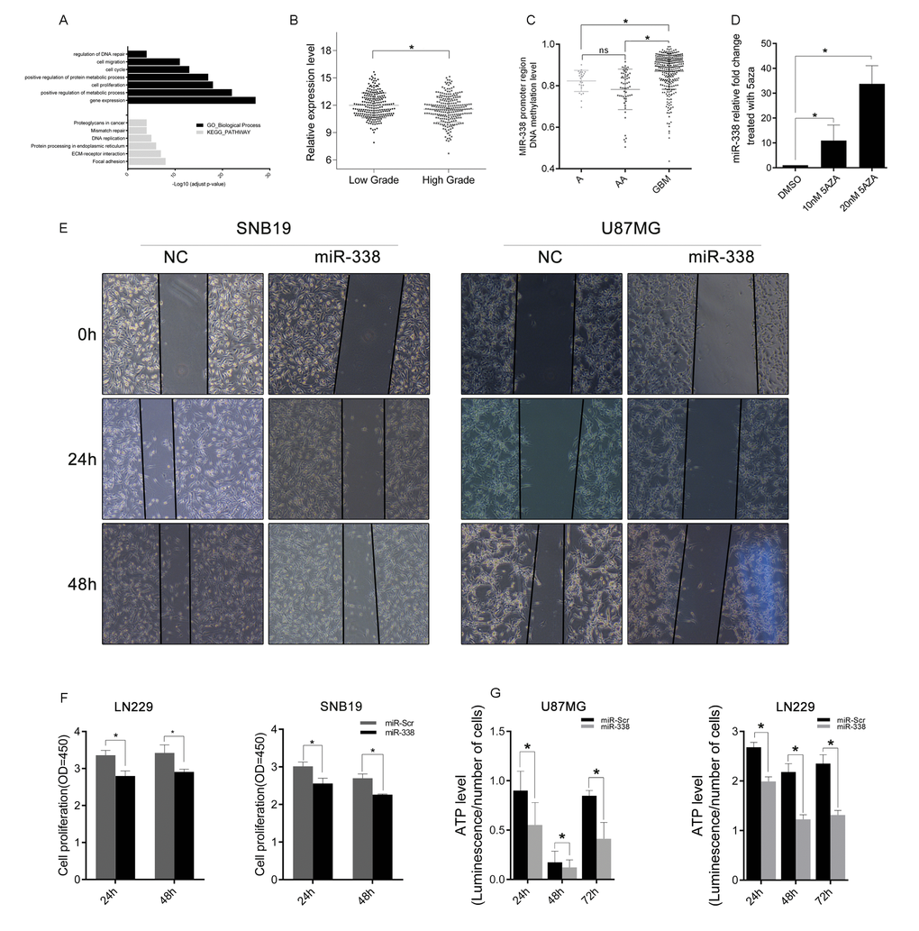 MiR-338 expression inversely correlated with glioma malignancy and was restrained by CpG-island methylation. (A) Gene Ontology function analysis and KEGG pathway enrichment of miR-338-downregulated genes. (B) The expression difference of miR-338 between low-grade and high-grade gliomas in TCGA. (C) The methylation level of the miR-338 promoter region between low-grade and high-grade gliomas in TCGA. (D) Qrt-PCR of miR-338 expression 48 hours after cells were treated with dimethyl sulfoxide or 5-azacytidine (PE) Wound-healing assay; the scratch was photographed at 0 h, 24 h and 48 h after transfection. (F) Cell viability was examined with a CCK-8 assay at different time intervals after transfection (PG) Cellular ATP levels in SNB19 and LN229 glioma cell lines normalized with cell numbers 24 h, 48 h and 72 h post-transfection with miR-Scr or miR-338 (P