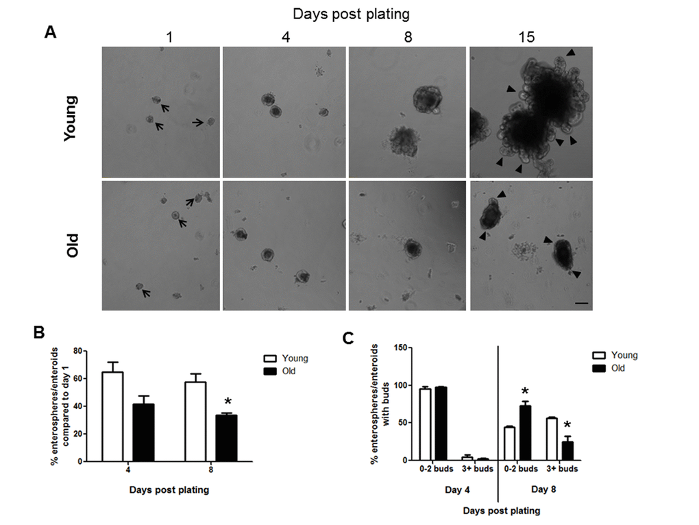 Decreased enteroid forming efficiency and budding of crypts in enteroids from old compared to young animals. (A) Representative images of enterospheres and enteroids formed from crypts isolated from young and old mice and cultured in matrigel. Enterospheres are indicated by the black arrows. Buds are indicated by black triangles. Magnification: 10x, Scale bar: 100µm. (B) Quantification of enterospheres counted at day 1 that are able to grow into enteroids in matrigel culture. n=3 animals per group and 4-5 wells per animal, *pC) Quantification of enterosphere and enteroid complexity. n=3 animals per group and 4-5 wells per animal, *p