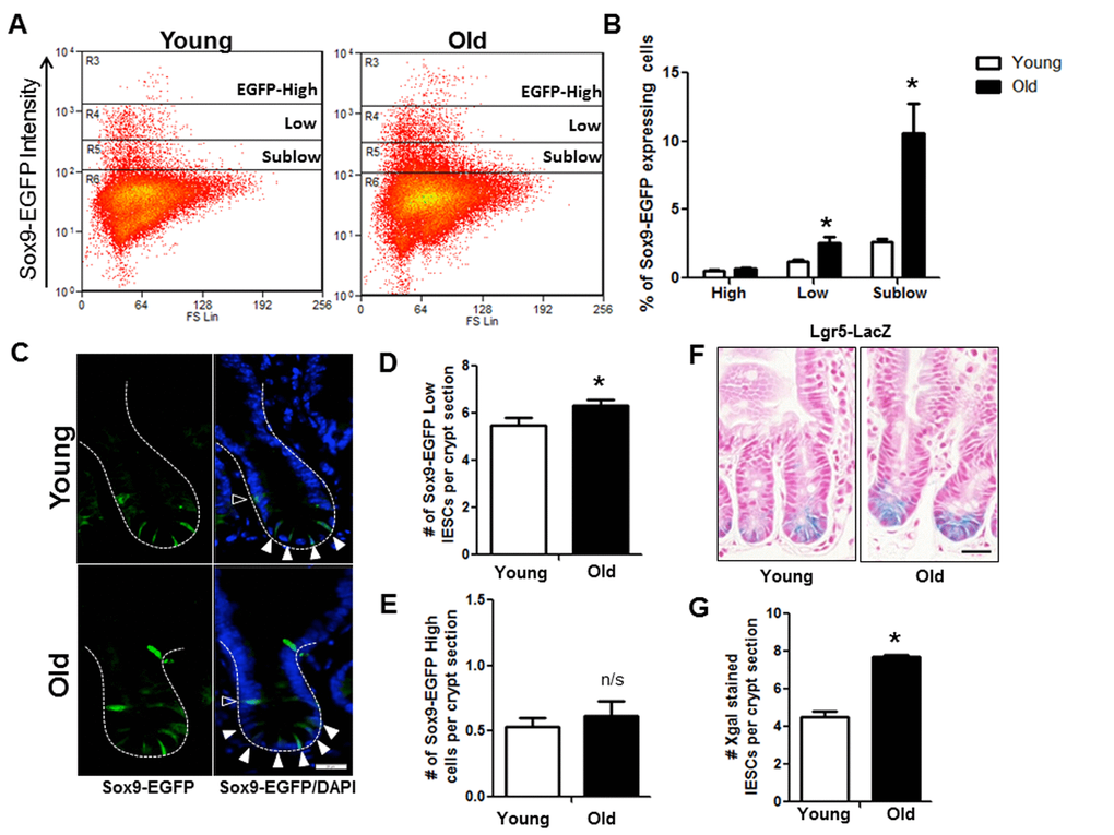 Increased IESC in old mice. (A) Representative flow cytometry data of Sox9-EGFP expressing cells in young and old Sox9-EGFP reporter mice. Gate: R3=Sox9-EGFPHigh, R4=Sox9-EGFPLow, R5=Sox9-EGFPSublow. (B) Relative abundance of different Sox9-EGFP expressing cells measured by flow cytometry. n=19 animals per group, *pC) Representative images of crypt sections from young and old Sox9-EGFP reporter mice stained with EGFP and the nuclear marker DAPI. Sox9-EGFPLow IESC marked by closed triangles. Sox9-EGFPHigh EEC marked by open triangles. Magnification: 40x, Scale bar: 20µm. (D) Quantification of the number of Sox9-EGFPLow IESC counted per crypt section. n=8 young and 9 old animals, *pE) Quantification of the number of Sox9-EGFPHigh cells counted per crypt section. n=6 young and 7 old animals. (F) Representative images of Xgal stained crypt sections from young and old Lgr5-LacZ reporter mice. Magnification: 40x, Scale bar: 20µm. (G) Quantification of the number of Xgal stained Lgr5-LacZ IESC counted per crypt section. n=4, p