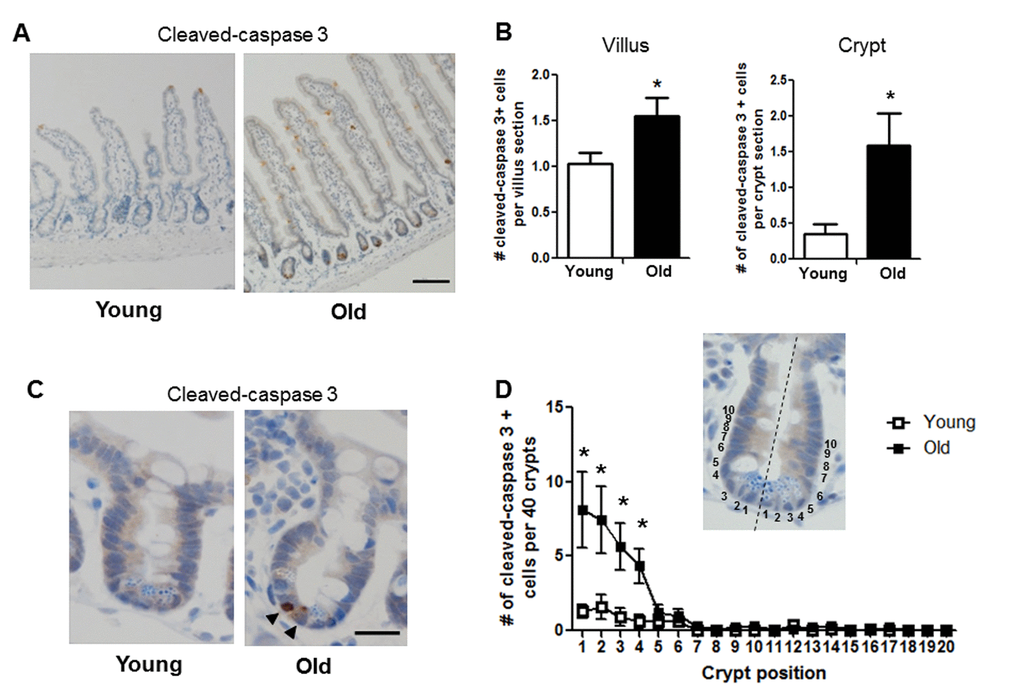 Increased proportion of small intestinal epithelial cell apoptosis with age. (A) Representative image of crypt and villus sections stained for cleaved caspase-3. Magnification: 10x, Scale bar: 100µm . (B) Quantification of the number of cleaved caspase-3 positive cells per villus section (n=7 animals per group) and per crypt section (n=10 young and 9 old animals). *pC) Representative image of crypt sections stained for cleaved caspase-3. Magnification: 40x, Scale bar: 20µm. (D) Quantification of the location of cleaved caspase-3 positive cells per 40 crypts per animal by position. Inlay shows method of identifying cell position within crypt. n=10 young and 9 old animals, *p