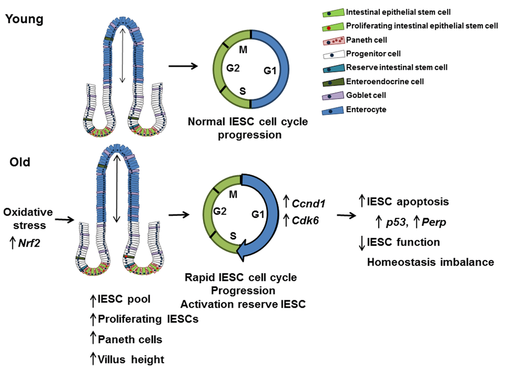 Model outlining the effects of aging on the small intestine. This model suggests that IESC specific changes in proliferation and cell cycle regulation with age are the result of oxidative stress. Cell cycle is accelerated in IESC resulting in IESC hyperproliferation and an increased IESC pool. The observed increase in Paneth cells may be required to support the increased number of IESC per crypt in aged animals. Increased IESC proliferation with age may lead to, increased DNA damage, resulting in p53 activated IESC apoptosis and decreased IESC function.