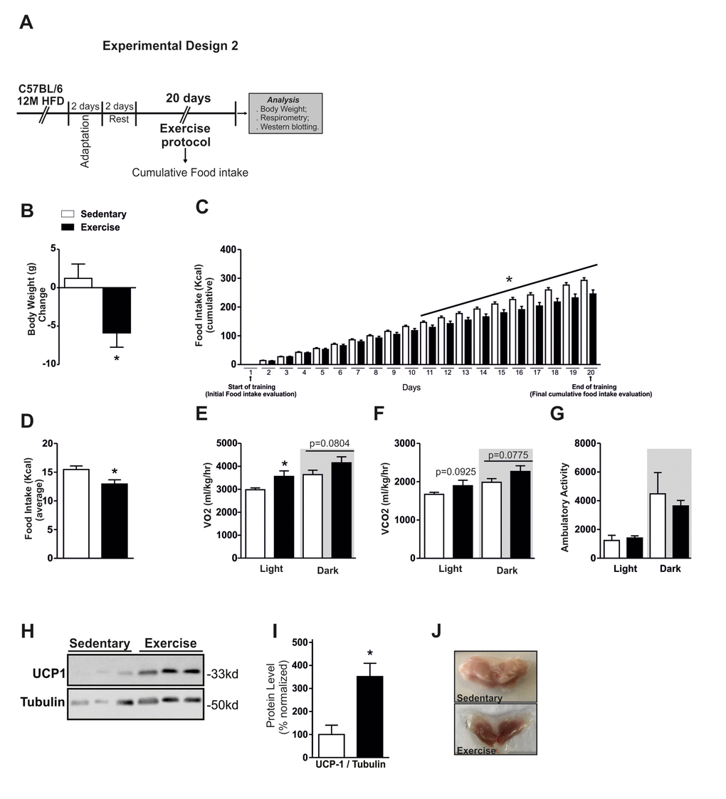 Effects of chronic exercise in Middle-Aged obese mice. Experimental design 2 (A). Body weight change, cumulative food intake and average food intake (A-D) (n=10 per group). VO2 (E), CO2 (F) and ambulatory activity (G) (n= 4 per group). All analyses were made in the last day of training. Western blotting of UCP-1 protein level in BAT (H) and normalization of protein level by Tubulin (right) (I), picture of BAT, highlighting the coloration (J) (n= 6 per group). Data are expressed as means ± SEM. *, p