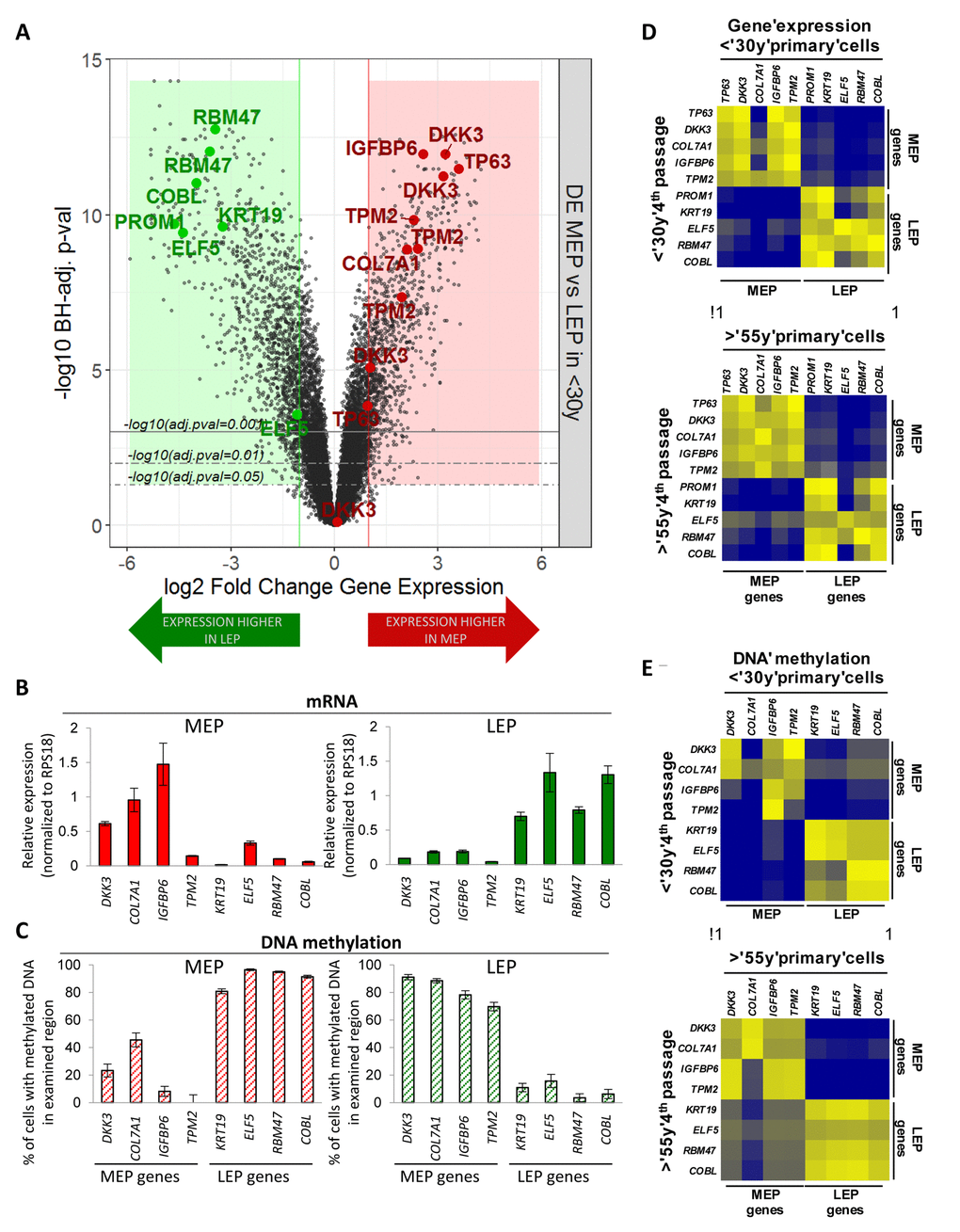 Lineage-specific gene expression and promoter methylation is consistent between HMEC in vivo and pre-stasis cultures. (A) Volcano plot based on differential expression (DE) analysis of 24,965 Illumina gene probes (19,499 mapped genes) in 4p MEP and LEP from B) gene expression in and (C) corresponding promoter DNA methylation in FACS enriched MEP and LEP, using qPCR-based lineage gene probe sets. Lineage specific expression was inversely correlated with DNA methylation status in the promoter. Differential expression and methylation in each gene were significant (p D) Lineage-specific gene expression and (E) promoter DNA methylation status in MEP and LEP between 4p HMEC strains and uncultured cells dissociated from organoids. Pearson’s correlation value of Gene expression and DNA methylation between organoids and 4th passage HMECs were 0.9670 and 0.9333, respectively.