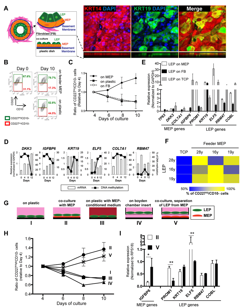 Apical surfaces of myoepithelial cells provide a robust microenvironment for maintenance of the luminal lineage. (A) Schematic model of human mammary glands, co-culture and immunofluorescent staining in co-culture. Six days co-culture of LEP with MEP from 19y old were stained with antibodies against KRT14 (red) and KRT19 (green). Nuclei were stained with DAPI (blue). Orthogonal views were shown below each image. (B) Contour plots of CD10 and CD227 expression, as measured by FACS, comparing luminal cell populations on tissue culture plastic or co-cultured on a layer of MEP. LEP populations were maintained better after 10 days in co-culture (78.7%) compared to (52.8%). (C) Line graphs showing the relative proportion of CD227+ LEP over time in co-culture with isogenic MEP or isogenic fibroblast (FB) feeders, or on plastic. (n=3) (D) Gene expression in LEP (white bars) and promoter methylation (black line) over 12 days of culture on TCP. LEP genes tend to be reduced with increasing methylation, whereas MEP gene expression is increased with reduced methylation. (E) Bar graphs showing differences in LEP- and MEP-specific gene expression in LEP cultured on FB feeders (black), TCP (gray) or on MEP feeders (white). Mean ±SD, normalized to expression of GAPDH (n=3). LEP gene expression is not maintained on FB feeders nor on plastic. (F) Heatmap showing the proportion of LEP, measured with FACS, remaining after 10 days co-culture with different combinations of MEP feeders from women G) Schematic outlines that represent conditions I-V. (H) Line graphs showing proportion of LEP that is maintained over 10 days cultured in conditions (I-V). (n=3) (I) Bar graphs showing expression of lineage specific genes in LEP cultured 10 days in conditions II and V. Condition II was the only one to maintain a complete LEP phenotype over time. Mean ±SD, normalized to expression of RPS18 (n=3). * and ** showed statistical significances at p