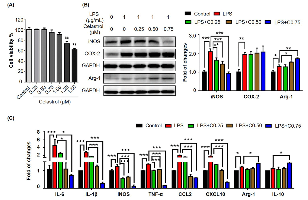 Effects of celastrol on the expression of macrophage M1 and M2 biomarkers in RAW264.7 cells. (A) Cytotoxicity of celastrol. Following 48 h treatment, RAW264.7 cells were determined for the cell viability by a colorimetric MTT assay relative to the untreated controls (n = 3). **, p B) Effects of celastrol on the expression of iNOS, COX-2 and arginase-1 in LPS-stimulated RAW264.7 cells. After 24 h treatment with LPS and/or celastrol, the cellular proteins were analyzed by Western blotting with specific antibodies and GAPDH (as loading control). The blots (n = 3) were quantified by a densitometric method. Representative blots were shown. (C) qRT-PCR quantification of macrophage M1 and M2 biomarkers in RAW264.7 cells. After treatment with LPS and/or celastrol, the mRNA levels of specific biomarkers (n = 3) were analyzed by qRT-PCR technique using Qiagen primers. C0.25, celastrol (0.25 μM); C0.5, celastrol (0.5 μM); C0.75, celastrol (0.75 μM); *, p p p 