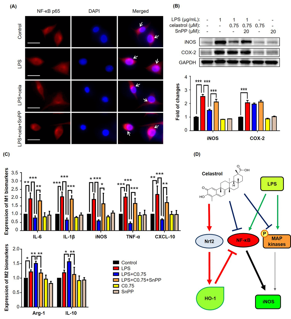 HO-1 inhibitor SnPP attenuated NF-κB activation and macrophage biomarker expression against celastrol in LPS-stimulated RAW264.7 cells. (A) Restoration of NF-κB nuclear translocation against celastrol in LPS-stimulated macrophages. After drug treatment, the cells were stained for NF-κB p65 subunit, whereas the cell nuclei were stained with DAPI. The cells were imaged under a Zeiss fluorescence microscopy. Representative images were shown. Cela, celastrol (0.75 μM). Scale bar, 20 μm. (B) Specific up-regulation of iNOS expression against celastrol in LPS-stimulated macrophages. After 24 h treatment, the cellular proteins were analyzed by Western blotting with specific antibodies and GAPDH (as loading control). The blots (n = 3) were quantified by a densitometric method. Representative blots were shown. ***, p C) Attenuation of celastrol inhibition on macrophage M1 and M2 biomarkers in LPS-stimulated RAW264.7 cells. After drug treatment, the expression of selected macrophage M1 and M2 biomarkers was quantified by qRT-PCR technique using Qiagen primers. C0.75, celastrol (0.75 μM); *, p p p D) Schematic illustration of the potential mechanisms. Celastrol activates Nrf2/HO-1 pathway while inhibits MAP kinases (e.g., ERK1/2, p38, JNK) and NF-κB pathway.