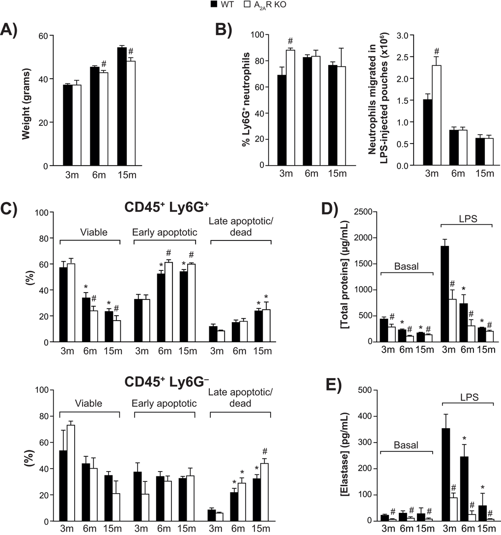 Animal body weight, air pouch leukocyte counts, and viability. (A) Body weight of wild-type (WT) and A2AR-knockout mice aged 3, 6 and 15 months (n = 30 per group). (B) Ly6G+ neutrophils among cells recovered from LPS-injected dorsal air pouches (n = 12 mice per group) were enumerated as described in Methods. (C) Ly6G-positive (+) neutrophil (top panel) and Ly6G-negative (-) leukocytes (bottom panel) viability was assessed as described in Methods. (n = 12 mice per group). All values are expressed as mean ± SEM. *Significantly different from 3 months within a genotype. #Significantly different from the age-matched WT group. (D-E) Cell-free exudates were analyzed for total protein and neutrophil elastase concentrations. Phosphate-buffered saline (Basal) or buffer + LPS was injected into air pouches raised on wild-type (WT) and A2AR-knockout mice (aged 3, 6 or 15 months) as described in Methods. All values are expressed as mean ± SEM for n = 12 mice per group. *Significantly different from 3 months within a genotype. #Significantly different from the age-matched WT group.