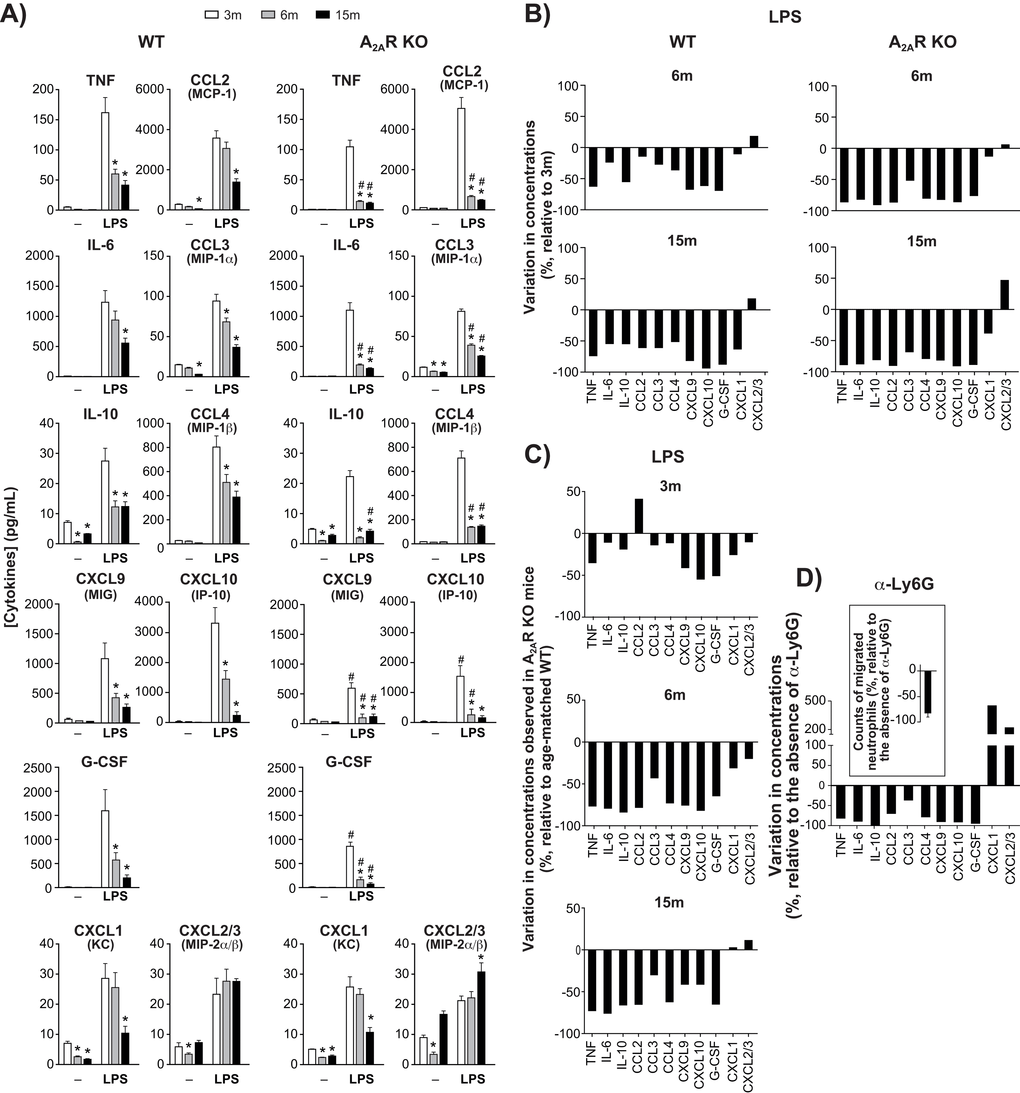 Cytokine/chemokine levels in dorsal air pouches. (A) Concentrations of cytokine, chemokine or growth factor in cell-free exudate recovered from WT and A2AR KO mice after injecting air-pouches with phosphate buffered saline (-) or with buffer + LPS. Mice were aged 3, 6 or 15 months (m). Concentrations were measured using a multiplex immunoassay as described in Methods and are expressed as mean ± SEM for n = 12 mice. *Significantly different from the concentration measured at 3m. #Significantly different from the age-matched wild-type group. (B) Changes (%) in concentrations measured at 6m and 15m relative to 3m, in LPS-injected air pouches. (C) Variations between wild-type and A2AR-knockout mice concerning cytokine concentrations measured in LPS-injected dorsal air pouches. Values are % changes relative to age-matched WT. (D) The effect of neutrophils influx on cytokine/chemokine levels in dorsal air pouches. WT mice aged 3m were injected with anti (α)-Ly6G before injection of LPS into air pouches. Cytokine concentrations and neutrophil counts (insert) in the pouches are expressed as the change (%) relative to control mice (not injected with the antibody). Values are expressed as mean ± SEM (n = 5).