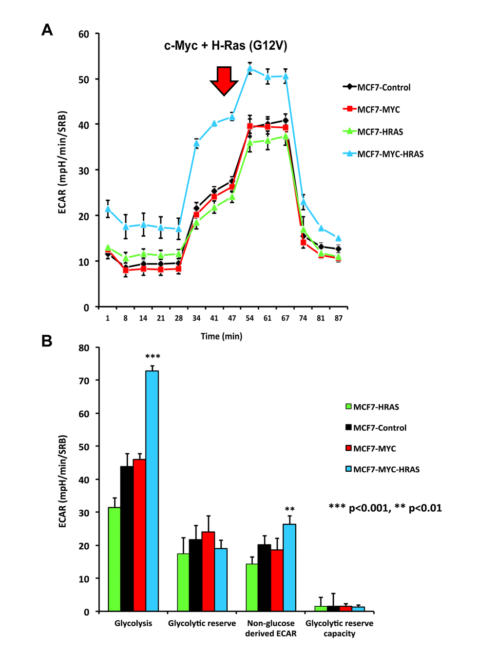 MYC-RAS co-operativity enhances glycolysis. Extracellular acidification rate (ECAR) was measured in MCF7 cell lines, using the Seahorse XFe96 metabolic flux analyzer. Both (A) ECAR metabolic tracings and (B) Bar graphs are shown. Note that only transduction with c-Myc plus H-Ras (G12V) increases glycolytic rates.