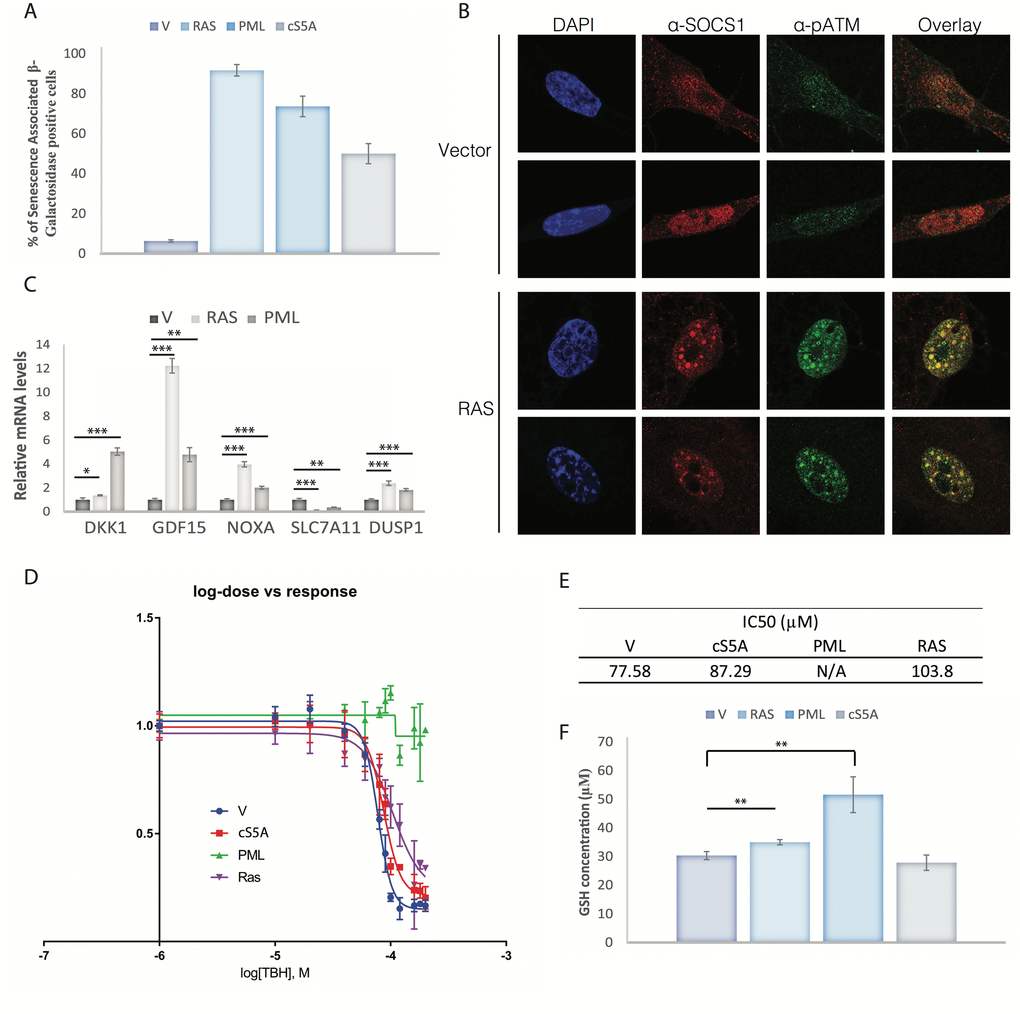 Ferroptosis sensitivity in senescent cells depends on the trigger. (A) Senescence was assessed by staining cells for the Senescence-Associated β-Galactosidase in IMR90 cells expressing either a control vector (V), the RASV12 oncogene (RAS), PML or STAT5A (cS5A). (B) Immunofluorescence of SOCS1 (anti-SOCS1) and phosphorylated ATM at S1981 (anti-ATM) in IMR90 cells rendered senescent by overexpressing the RASV12 oncogene compared to IMR90 expressing a control vector (Vector). (C) QPCR for mRNA levels of SOCS1-dependent p53 target genes in IMR90 cells expressing a control vector (V) or rendered senescent by overexpression of RASV12 (RAS) or PML (PML). (D) IC50 curves of IMR90 cells overexpressing a control vector (V), the RASV12 oncogene (RAS), PML or STAT5A (cS5A). Cells were treated 24 hours after plating with 12 different doses (0, 10, 20, 40, 60, 80, 100, 120, 160, 180 and 200 µM) of tert-butyl-hydroperoxide (TBH). Cells were fixed and stained with Crystal Violet to assess cell death 16 hours after treatment. The dye was then solubilized with acetic acid 10% and measured with a spectrophotometer. (E) The value of IC50 of each condition graphed in D is presented. No IC50 could be calculated for PML as it was resistant at the doses used. (F) GSH quantification in IMR90 cells rendered senescent by overexpression of RASV12, PML IV or STAT5A, compared with empty vector control (V). All experiments were performed three times, error bars indicate the standard deviation of triplicates, * = p