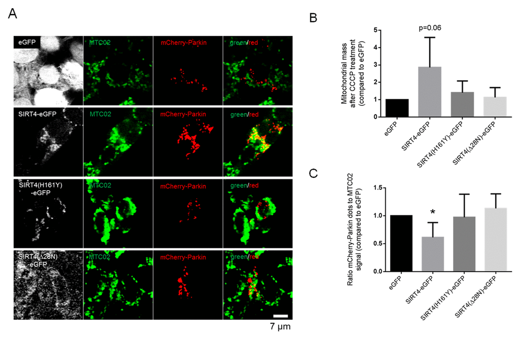 SIRT4-eGFP expression results in overall decreased mitochondrial recruitment of mCherry-Parkin upon CCCP-induced mitochondrial uncoupling. (A) HEK293 cell lines stably expressing eGFP, SIRT4-eGFP, SIRT4(H161Y)-eGFP, or SIRT4(Δ28N)-eGFP (GFP signal in white) were transfected with an expression construct for mCherry-Parkin (red). After one day, cells were treated with CCCP (10 µM) for two hours followed by co-treatment with BafA1 (100 nM) during the second hour. Cells were fixed and subjected to confocal microscopic analysis. Mitochondria were detected using the marker MTC02 (green). (B) Quantification of the mitochondrial content via MTC02 staining analysis using ImageJ software (Material & Methods and suppl. Material & Methods). (C) Quantification of mCherry-Parkin/MTC02 double-positive dots was performed based on the mitochondrial content as determined in (B) using ImageJ software (Material & Methods and suppl. Material & Methods). Numbers of cells analyzed in (B) and (C) from four experiments: eGFP, 57; SIRT4-eGFP, 55; SIRT4(H161Y)-eGFP, 43; SIRT4(Δ28N)-eGFP, 48. To evaluate statistical significance two-way ANOVA followed by Tukey’s test was performed (*p