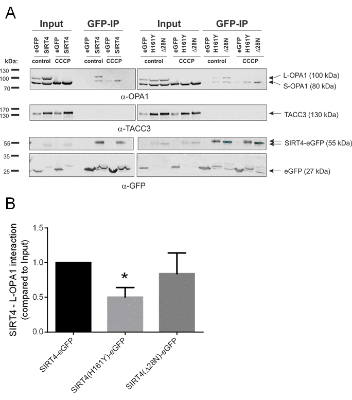 SIRT4-eGFP interacts with OPA1. (A) HEK293 cells stably expressing SIRT4-eGFP, SIRT4(H161Y)-eGFP, or SIRT4(Δ28N)-eGFP were either untreated or treated with CCCP (10 µM, 2h) and thereafter subjected to OPA1 co-immunoprecipitation (IP) analysis using sepharose beads coupled anti-GFP single-domain-antibodies (nanobodies). Total cell lysates were loaded as input control (5%). CCCP treatment caused a complete proteolytic processing of L-OPA1 to S-OPA1. TACC3 was detected using specific antibodies and served as a representative negative co-immunoprecipitation control. (B) SIRT4 enzymatic activity is required for efficient interaction of SIRT4 with L-OPA1. The amount of L-OPA1 co-immunoprecipitated with SIRT4-eGFP, SIRT4(H161Y)-eGFP, or SIRT4(Δ28N)-eGFP was determined in relation to the protein input and subjected to ImageJ-based densitometric analysis. To evaluate statistical significance, two-way ANOVA followed by Tukey’s tests was performed (*p