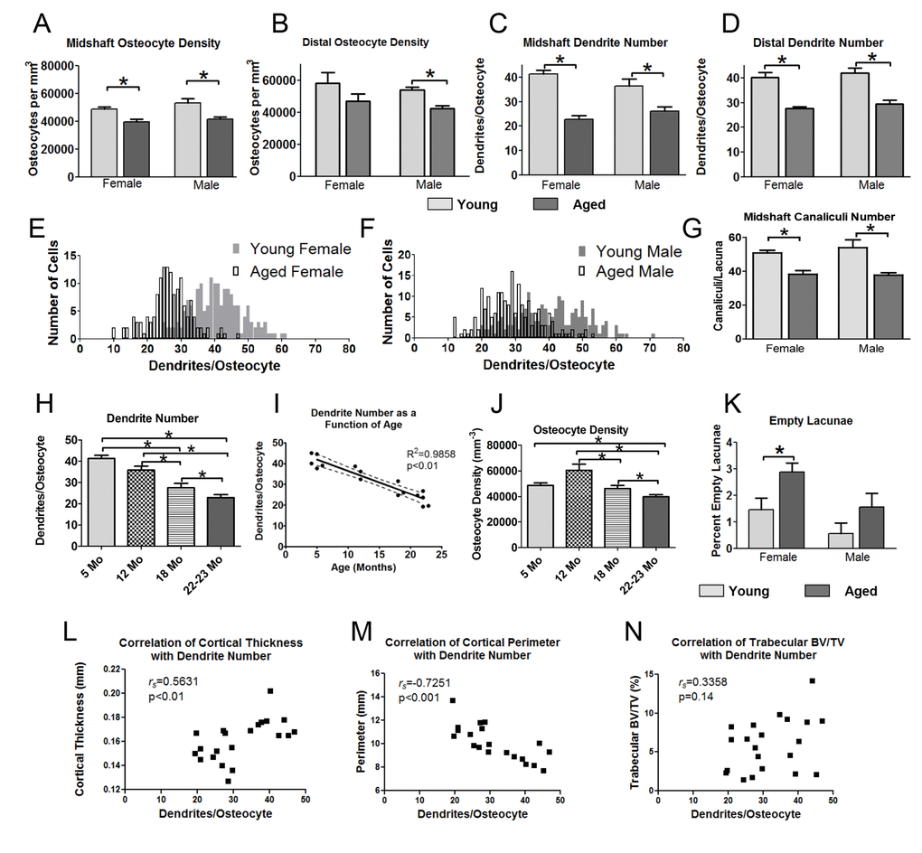 Aging is associated with reduced osteocyte dendrite connectivity, which precedes a decline in osteocyte number. Quantitation of osteocyte density (A, B) and dendrite number per osteocyte (C, D) in the midshaft and distal femur from phalloidin stained sections in young and aged mice. (E, F) show frequency distribution plots of the number of dendrites per osteocyte in young and aged female (E) and male (F) mice. (G) Quantitation of the number of canaliculi per lacuna from Texas Red-dextran labeled midshaft femur sections in young and aged mice. (H) Time course showing a decline in dendrite number per osteocyte in female mice over 5, 12, 18 and 22mo. (I) Regression plot showing the linear decline in osteocyte dendrite number between 5 and 22mo in female mice. (J) Time course showing changes in osteocyte density in female mice at 5, 12, 18 and 22 mo. (K) Quantitation of empty lacunae in young and aged mouse femurs. (L-N) Scatterplots of osteocyte dendrite number versus cortical thickness (L), cortical perimeter (M) and trabecular BV/TV (N) with Spearman’s correlation coefficient and significance indicated. (Data are mean ± SEM, * = p 0.05, ANOVA/Tukey’s) (A-D and K), females n=5, males n=6; G, n=5; (H, J, n= 3-5).