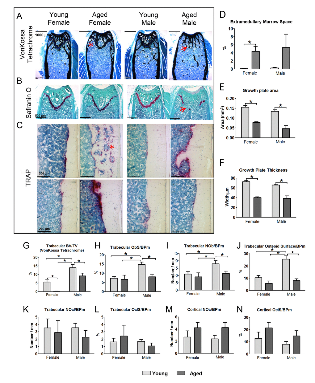 Histomorphometry shows increased extramedullary marrow, decreased osteoblast activity and decreased growth plate area and thickness in aged mice. (A) von Kossa Tetrachrome stained sections (Bar = 1000μm) and (B) Safranin O stained sections (bar = 500μm) from the distal femur in young and aged mice. (C) TRAP stained sections at the midshaft. The images on two rows show different individual mice to illustrate the variability of TRAP staining in aged mice (Bar = 200μm). Arrows indicate regions where the growth plate has closed and * indicates extramedullary marrow spaces. (D) Quantitation of the extramedullary marrow space area, (E) growth plate area and (F) growth plate thickness from von Kossa Tetrachrome stained sections in young and aged mice. (G-L) show histomorphometric quantitation of osteoblast and osteoclast parameters in femoral trabecular bone of young and aged mice. (M and N) show histomorphometric quantitation of osteoclast parameters in cortical bone of young and aged mice. (Data are mean ± SEM, * = p 0.05, ANOVA/Tukey’s; females n=5, males n=6).