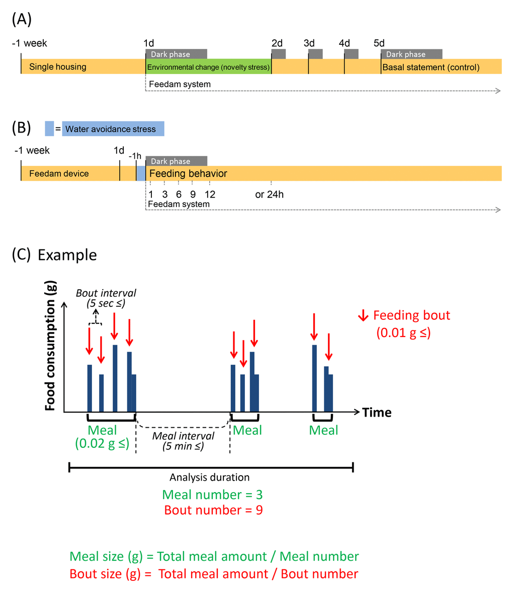 Experimental schedule and schematic feeding bout. (A and B) It is shown experimental schedule. (C) Green indicates "Meal" parameters, and red indicates “Bout” parameters. It is shown a chart when meal number is 3 and bout number is 9 as an example. Each value indicates the number of times per analysis time. Feeding bout was defined as a new bout when the time without feeding was longer than 5 sec from the previous response and was equal to or greater than 0.01 g. Food consumption was considered to be a “Meal” when the feeding bouts occurred within 5 min of the previous response and the sum of the food consumed during the bout was equal to or greater than 0.02 g; when the feeding bouts were longer than 5 min apart, these were considered to be a new meal.