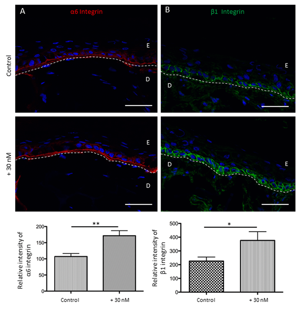 Sodium selenite allows the preservation of keratinocyte adhesion receptors for the basal layer in SEs during aging at day 60. (A) Immunofluorescence staining of α6 integrin in SEs that were treated (+30 nM) or not (control), and the quantification is expressed in pixel intensity (relative unit). (B) Immunofluorescence staining of β1 integrin in SEs that were treated (+30 nM) or not (control), and the quantification is expressed in pixel intensity (relative unit). Results are the mean ± SD of 5 independent fields from 3 independent samples. Representative photographs are shown; scale bar = 50 µm; E: epidermis; D: dermis. *p