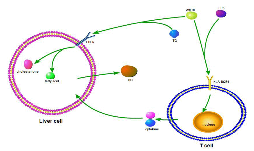 Based on the resource from relevant information on HLA-DQB1 and homeostasis/metabolism phenotype, we draw the possible mechanic or interactive path way.