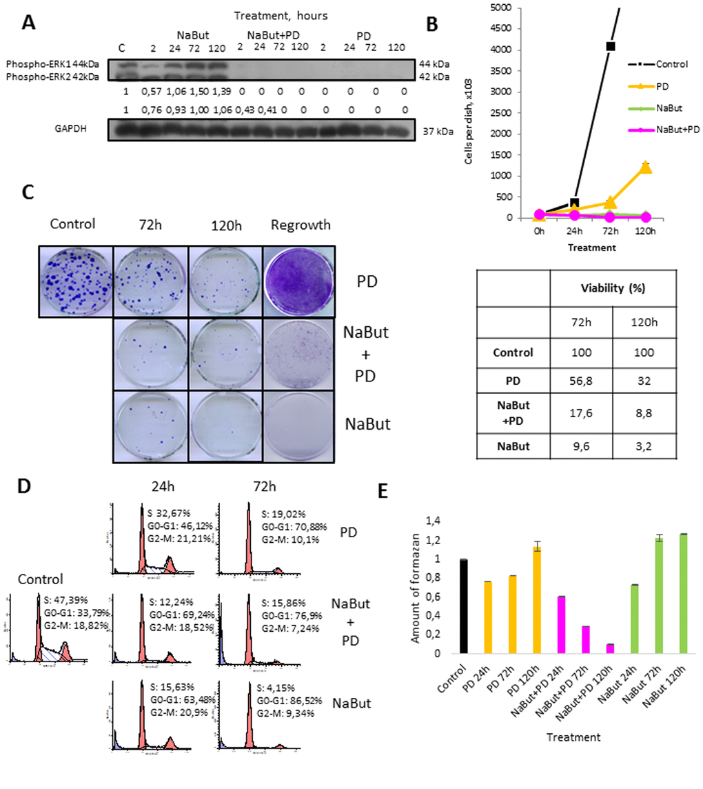 Autophagy promotes survival upon MEK/ERK inhibition in control ERas cells but cannot rescue senescent cells. (A) Western-Blot analysis of ERK1,2 phosphorylation after short-term (2 h) and long-term (24 h-120 h) NaBut, NaBut+PD and PD treatment. Cells were cultivated with inhibitors for the indicated time and then lysed and processed to Western-blotting in 12% gel. Numbers below present densitometry of bands. (B) Growth curves of cells after exposure to inhibitors. The number of cells was counted after 24, 72 and 120 hours of experiment. Data are presented as mean ±S.E.M. of three independent replicates (n=3). (C) Clonogenic viability and proliferative potential of cells after removing the inhibitors. Cells were cultivated with inhibitors for 72 h and 120 h and then seeded at 200 cells per 30mm dish in drug-free medium. Clones were stained with Crystal Violet after 7 days of growth. Data are presented as mean ±S.E.M. of three independent replicates (n=3). For regrowth assay, cells were treated with inhibitors for indicated time and then provided with fresh inhibitor-free medium. Clones were stained Crystal violet after 5 days of growth in fresh media and counted. (D) Cell cycle distribution after exposure to inhibitors was analyzed by flow cytometry of propidium iodide-stained cells. Percentage of cells in G1, S and G2 phase indicated. (E) Viability was analyzed by MTT-test, amount of formazan was measured at 570 nm wavelength. Data are presented as mean ±S.E.M. of three independent experiments (n=3).