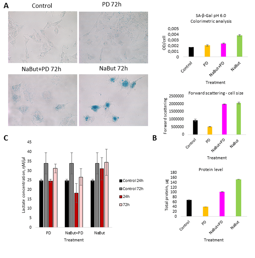 MEK/ERK suppression activates autophagy, which cancels the senescence program in control cells and attenuates senescence markers in NaBut-exposed cells. (A) Senescence-associated β-galactosidase activity is high in senescent cells, but decreases upon MEK/ERK suppression. Visualized using Pascal LSM 5 microscope (images) and estimated by colorimetric assay (histogram). (B) Cell size and protein level decrease upon MEK/ERK suppression in intact cells and almost does not change in senescent cells where cytoprotective autophagy is disrupted. Cells were treated with inhibitors for 72 h. To evaluate cell size, cells were harvested and proceeded for flow cytometry to measure forward scattering. For protein content, 1x106 cells were harvested, lysed and the protein amount was measured using Bradford assay. Data are presented as mean ±S.E.M. of three independent experiments (n=3). (C) Lactate level in culture medium decreases upon MEK/ERK suppression. Cells were treated with inhibitors for indicated time points, medium was collected and proceeded for measurement of lactate. Data are presented as mean ±S.E.M. of three independent experiments (n=3).