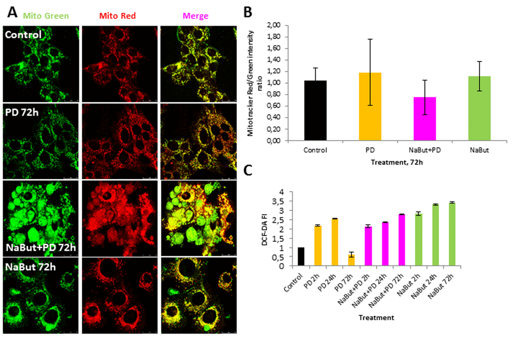 Suppression of MEK/ERK pathway in senescent cells leads to accumulation of damaged mitochondria and reactive oxygen species (ROS). (A) Damaged mitochondria accumulate in senescent cells with suppressed MEK/ERK (according to Mitotracker Green and Mitotracker Red in vivo staining). At indicated time points cells were stained with Mitotracker Red and Mitotracker Green and images were acquired using Leica TSC SP5 microscope. (B) Graphical representation of Mitotracker Red/Mitotracker Green intensity ratio in control and treated cells. ImageJ software was used to analyze the images. (C) ROS accumulate in senescent cells with suppressed MEK/ERK after 72 h of cultivation. At indicated time points cells were incubated with DCF-DA and fluorescence was measured at proper wavelength. Data are presented as mean ±S.E.M. of three independent replicates (n=3).