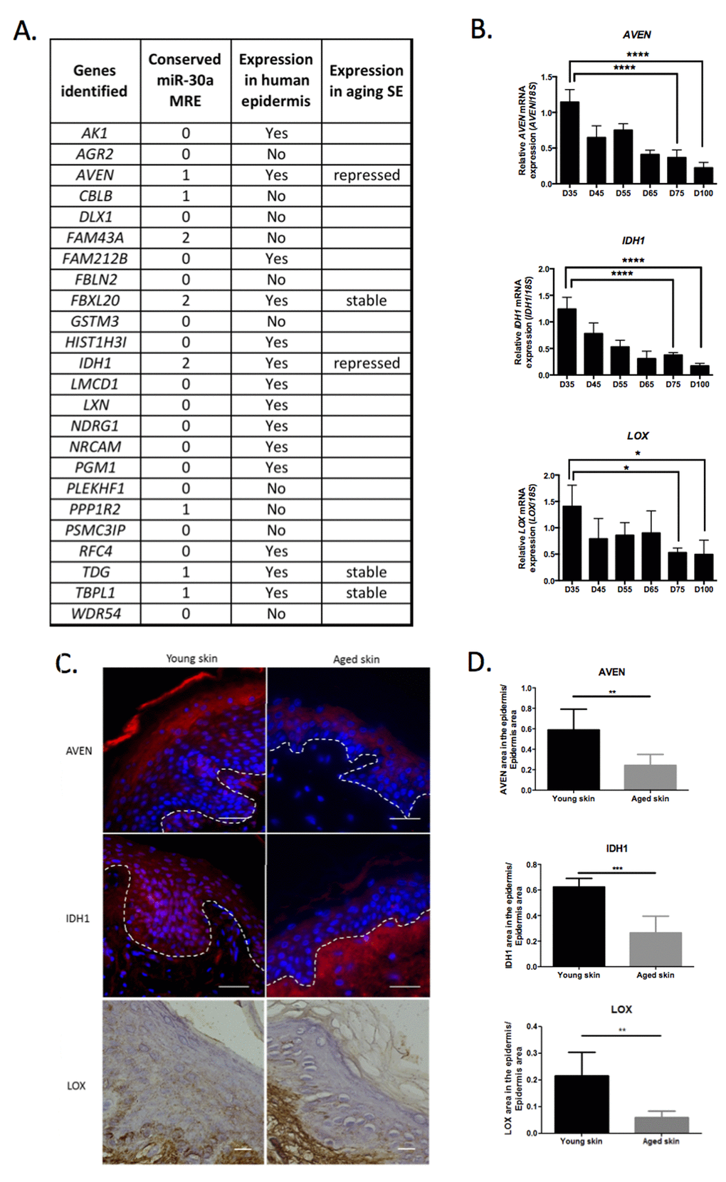 Identification of potential miR-30a targets in human epidermis. (A) A list of genes potentially targeted by miR-30a according to transcriptome data available in the GEO database. The number of conserved miR-30a MRE is indicated for each gene. The potential expression of these genes in human epidermis (according to the Human Protein Atlas database) is indicated. Five genes exhibiting a least one miR-30a conserved MRE and expressed in human epidermis, were analyzed by QPCR in RNA samples from skin equivalent (SE) model mimicking aging. The expression profile is indicated for these 5 genes. (B) The expression levels of AVEN, IDH1 and LOX were evaluated by QPCR in RNA samples from SEs mimicking aging with a long time of culture from day 35 (D35) to day 100 (D100). Results are mean +/- SD from three independent samples. *PC) Expression of AVEN, IDH1 or LOX in young or old human skin sections assessed by immunofluorescence for AVEN and IDH1 and by immunohistochemistry for LOX. (D) Quantification of the AVEN, IDH1 and LOX labeled area in the epidermis from young or old human skin sections. Results are mean +/- SD from three independent samples. ***P