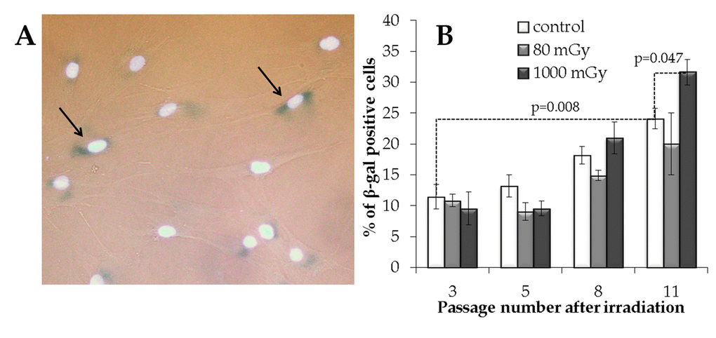 The analysis of the IR exposed SA‐βgal positive MSCs at various passages. (A) Representative images of the SA‐β-gal positive cells (marked with arrows - cytoplasm colored in dark blue). Nuclei were counterstained with Hoechst 33342 (bright light blue). (B) Changes in the fraction of the SA‐βgal positive cells depending on the passage number in the control and irradiated MSCs. Mean values derived from at least three independent experiments are shown. Error bars show corresponding SE.