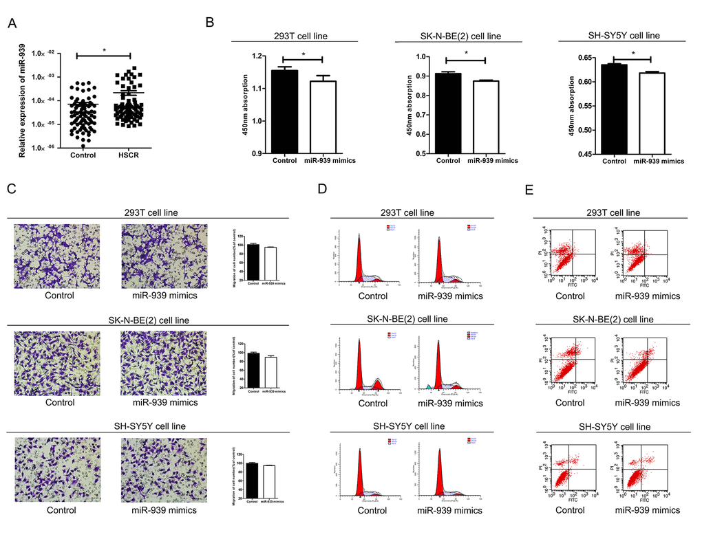 Mir-939 was upregulated in HSCR tissues and cytobiology change after treating cells with its mimics. (A) Mir-939 was significantly overexpressed in HSCR (n=80) tissues compared with control samples (n=80). Human 293T, SK-N-BE(2), SH-SY5Y cell lines were transfected with miR-939 mimics, upregulated mir-939 suppressed cell proliferation indicated by the CCK-8 assay (B) without impact on cell migration (C), cell cycle (D) and cell apoptosis (E). *indicates significant difference compared with control group, P