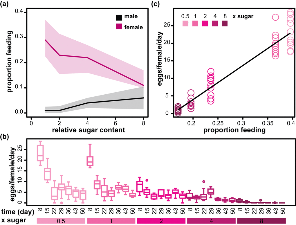 Sexually dimorphic feeding response to sugar and its relationship to female egg laying. (a) The proportion of male and female flies observed feeding on day 7 on diets with different relative amounts of sucrose (1x to 8xS). Medians (solid line) and first and third quartiles (shaded areas) are shown. Statistical analysis is given in Table 2. (b) Bar charts showing the number of eggs laid per female per day on days 8 to 50 (measured every week, n=10) on diets with different relative amounts of sucrose (0.5x to 8xS). (c) Egg laying on day 8 (n=10) is correlated to average proportion of flies feeding on day 7. The black line shows the parameters of a LM fit (adjusted R2=0.91, p-16).