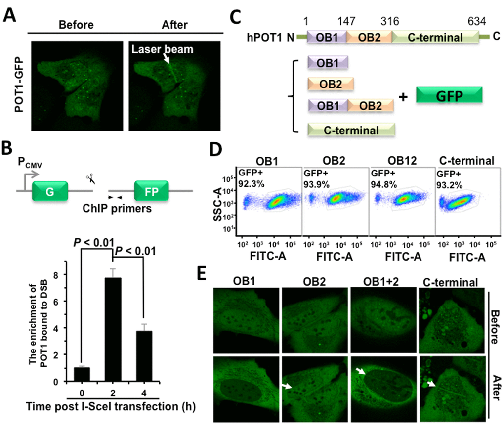 POT1 is rapidly recruited to nontelomeric DNA damage sites. (A) POT1 is recruited to DNA damage sites within 1-second post microirradiation. U2OS cells were microirradiated to generate DSBs in a line pattern using a 405 nm diode laser. (B) Diagram of the site for which ChIP primers were designed (arrows). At different time points post I-SceI transfection, NHEJ-I9a cells were harvested and lysed for ChIP assay with an antibody against POT1, followed by quantitative PCR analysis. The procedure for ChIP is as previously described [12]. (C) Schematic depiction of different domains of POT1 tagged with GFP. (D) Comparable expression of GFP-tagged different domains of POT1. The U2OS cells were transfected with different amounts of vectors encoding OB1 (0.67 μg), OB2 (0.5 μg), OB12 (1 μg), C-terminal (3 μg). At 48 h post transfection, cells were harvested for FACS analysis. (E) Analysis of recruitment of different POT1 domains.