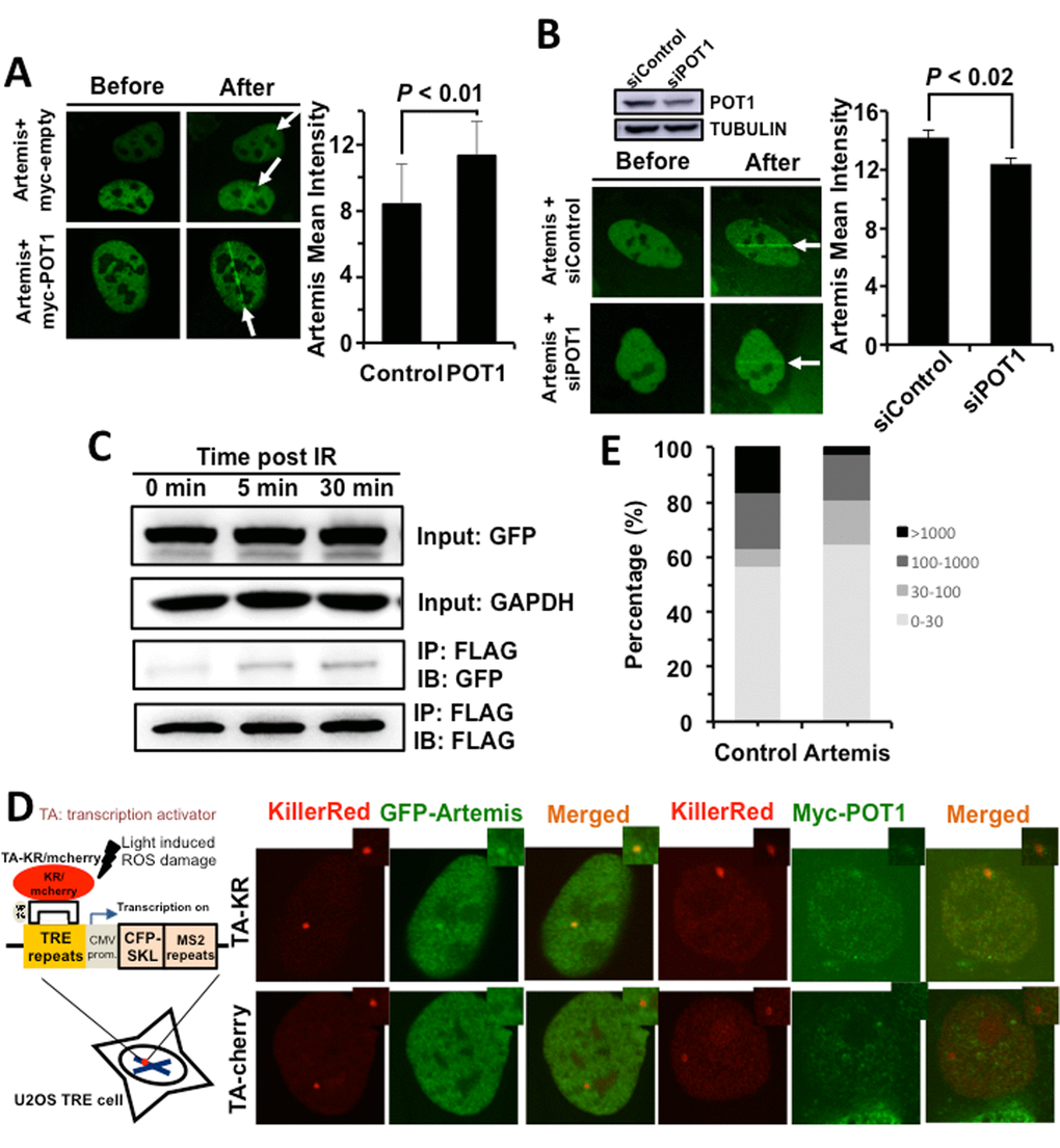 POT1 stimulates the recruitment of Artemis to DNA damages sites. (A) POT1 overexpression stimulates the recruitment of Artemis to laser induced DNA damage sites. The recruitment of Artemis is quantified using the software of Leica LAS AF Lite. (B) Mildly knocking down POT1 significantly suppresses the recruitment of Artemis to DNA lesions induced by lasers. The recruitment of Artemis is quantified using the software of Leica LAS AF Lite. (C) POT1 interacts with Artemis upon DNA damages. 293FT cells were co-transfected with a plasmid encoding POT1-FLAG and a vector encoding Artemis-GFP. On day 1 post transfection, cells were irradiated with X-Ray at 6 Gy. At different time points, cells were harvested for immunoprecipitation with an antibody against FLAG, followed by Western blot analysis. (D) Both POT1 and Artemis are recruited to a given DNA damage site. The KillerRed (KR) system is as previously described (25). In brief, it is a fluorescent protein derived from hydrozoan. Long exposure of cells expressing the KR protein generates ROS-induced DNA DSBs. The U2OS reporter cell line harboring ~ 200 copies of TRE elements was co-transfected with myc-POT1 or GFP-Artemis and TA (transcription activator) –KR or TA-cherry. Both TA-KR and TA-cherry proteins may recognize the TRE elements. TA-KR causes DNA damages at the given site while TA-cherry is utilized as a negative control. The transfected cells were then exposed to light, followed by fixation and immunostaining for further analysis. (E) The effect of Artemis overexpression on NHEJ fidelity. The analysis of NHEJ fidelity is as described in Figure 2E.