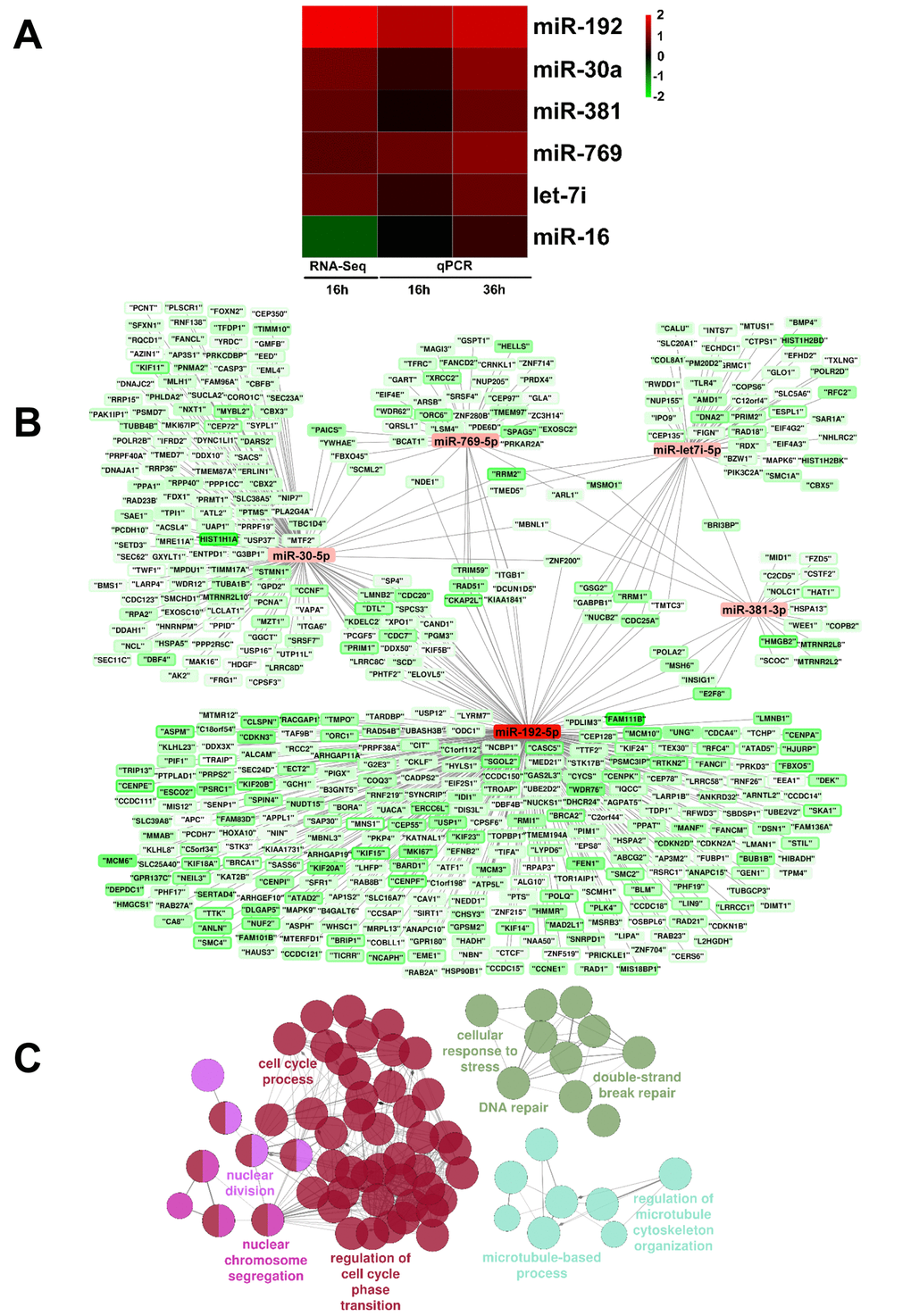 miRNAs differentially expressed upon HUVEC exposure to H2O2. (A) HUVEC were exposed to H2O2 for 16 hrs and miRNA expression was measured by small RNA-sequencing (n= 3). Validation was performed by qPCR in independent HUVEC cultures treated with H2O2 for 16 hrs and 36 hrs (n= 3). The heat map shows modulated lncRNAs as log2 values. Green= down-modulation; red= up-regulation. (B) Interactions between qPCR-validated miRNAs and their potential targets, as reported by miRTarBase, that showed a significant down-regulation at both 16 hrs and 36 hrs time points in rRNA-depleted RNA-sequencing data. Results were represented using Cytoscape: For each gene, the inner color represents the log2 fold change at 16 hrs and the border color represents the log2 fold change at 36h. (C) miR-192-5p targets enrichment analysis. Enrichment analysis performed with ClueGO on miR-192-5p targets that showed a significant down regulation at both time points in rRNA-depleted RNA-sequencing data. Circles represent specific ontology terms or KEGG pathways that are significantly enriched. Edges represent terms connections within the ontology tree and colors highlight terms correlated in meaning. Terms are captioned if they are the most significant of the group or if they show a biological meaning connected to the system under analysis.