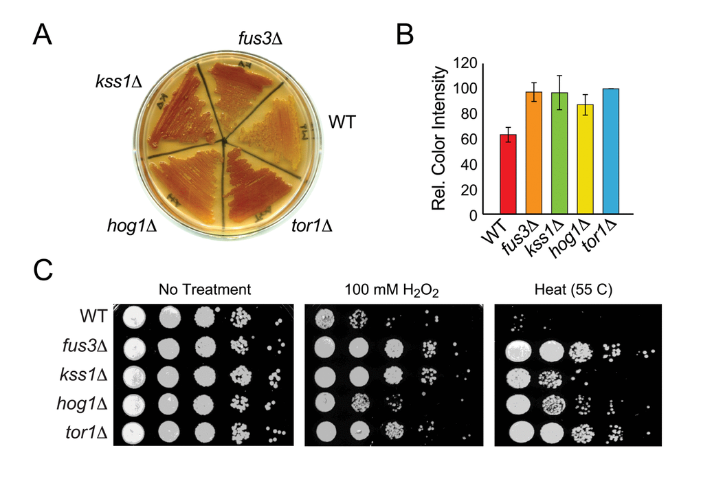 Cells lacking FUS3 or KSS1 exhibit increased stress resistance. (A) Indicated yeast strains were patched onto YPD agar plates, grown for 2 days and then flooded with iodine to detect relative glycogen accumulation (observed as reddish-brown staining of the yeast patch; (see Materials and Methods). A representative of three independent experiments is shown. (B) Quantitative comparison of glycogen accumulation shown in A. Images of replicate stained plates were quantified by densitometry. Error bars represent the standard deviation across 3 independent experiments. (C) Qualitative spot assay of 3-day old cultures grown in SD medium with 2% glucose (left panel), and exposed to 100 mM H2O2 for 30 min (middle panel) or to high temperature (55oC) for 10 min (right panel). Higher survival (growth) of the mutant strains relative to wild type BY4742 (WT) indicates that cells lacking the indicated MAPKs exhibit different degrees of increased stress tolerance.