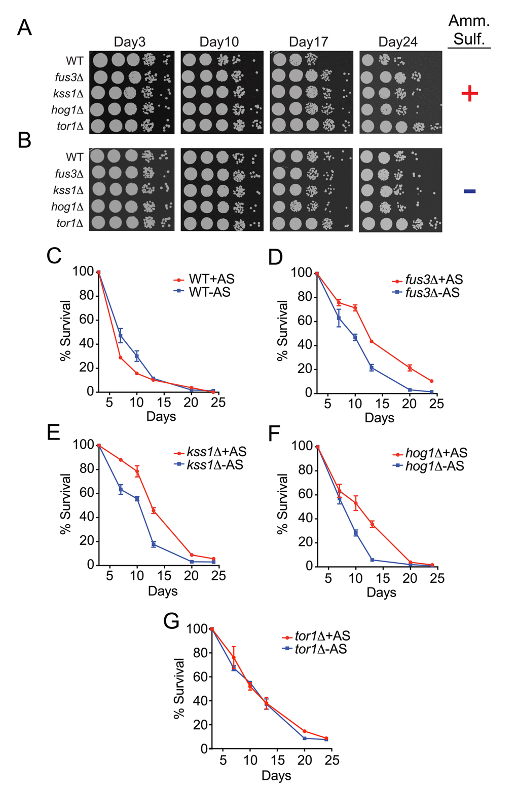 Yeast lacking any one MAPK exhibit a decrease in CLS upon nitrogen starvation. (A-B) Qualitative CLS spot assay for the indicated genes grown in the presence (A) or absence (B) of ammonium sulfate. (C-G) qCLS curves comparing the survival decay of each mapkΔ strain and tor1Δ in the presence and absence of ammonium sulfate, representing nitrogen-optimal versus nitrogen-starved conditions, respectively.